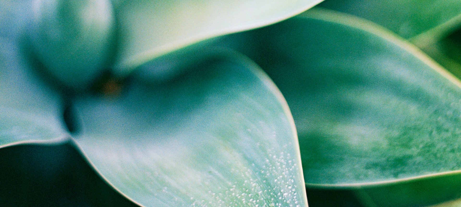 Hydra Genius Category Page