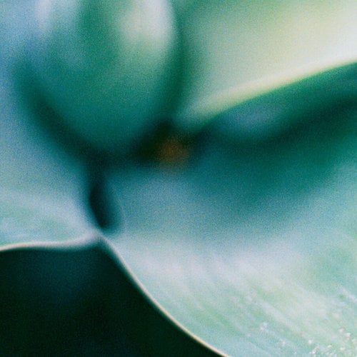 Hydra Genius Category Page